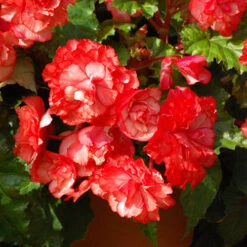 Belgian Giant Begonias - 10 Upright And 10 Trailers 14 Belgian Giant Begonias - 10 Upright And 10 Trailers -You Garden 630194 5