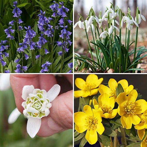 Complete "In The Green" Bulb Saver Collection 1 Complete "In The Green" Bulb Saver Collection