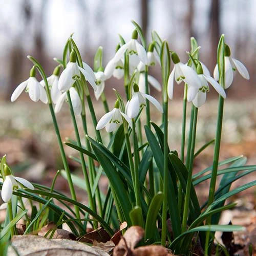 Complete "In The Green" Bulb Saver Collection 2 Complete "In The Green" Bulb Saver Collection - Image 2