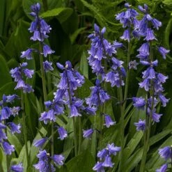 Complete "In The Green" Bulb Saver Collection 11 Complete "In The Green" Bulb Saver Collection -You Garden 630203 2