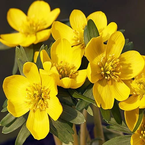 Complete "In The Green" Bulb Saver Collection 5 Complete "In The Green" Bulb Saver Collection - Image 5