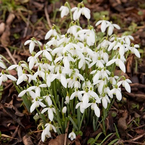 Complete "In The Green" Bulb Saver Collection 6 Complete "In The Green" Bulb Saver Collection - Image 6