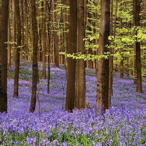 Complete "In The Green" Bulb Saver Collection 7 Complete "In The Green" Bulb Saver Collection - Image 7