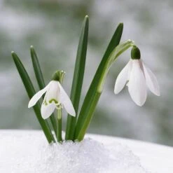 Complete "In The Green" Bulb Saver Collection 16 Complete "In The Green" Bulb Saver Collection -You Garden 630203 7