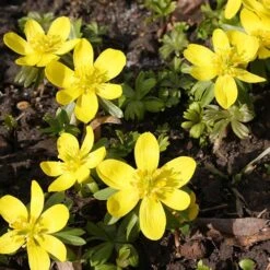 Complete "In The Green" Bulb Saver Collection 17 Complete "In The Green" Bulb Saver Collection -You Garden 630203 8