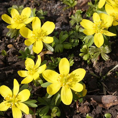 Complete "In The Green" Bulb Saver Collection 9 Complete "In The Green" Bulb Saver Collection - Image 9