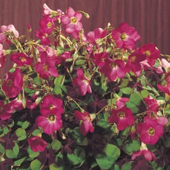 Summer Flowering Balcony Plant-O-Mat 12 Summer Flowering Balcony Plant-O-Mat -You Garden 630217 3
