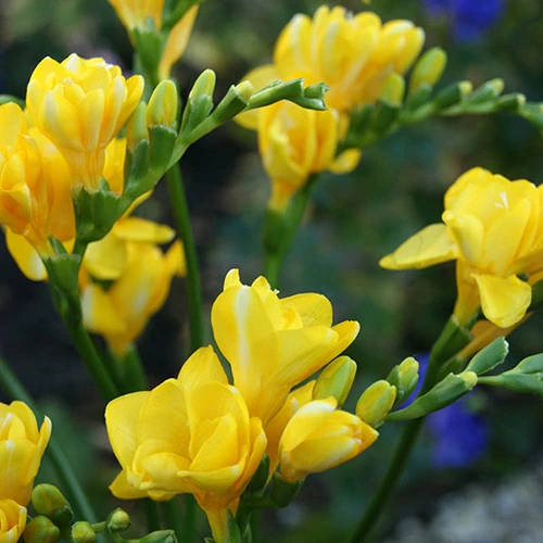 Summer Flowering Balcony Plant-O-Mat 5 Summer Flowering Balcony Plant-O-Mat - Image 5
