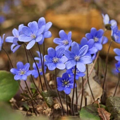 Summer Flowering Balcony Plant-O-Mat 15 Summer Flowering Balcony Plant-O-Mat -You Garden 630217 6