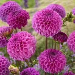 Dahlia Pom Pom Mix -You Garden 630320 2
