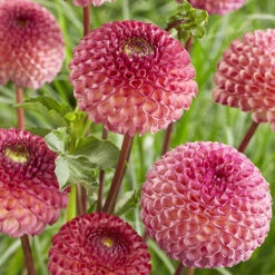 Dahlia Pom Pom Mix -You Garden 630320 3