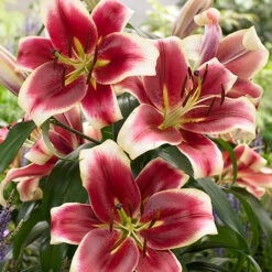 Skyscraper Lily Collection 11 Skyscraper Lily Collection -You Garden 630326 3