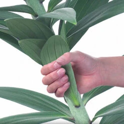 Skyscraper Lily Collection 14 Skyscraper Lily Collection -You Garden 630326 6