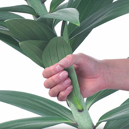 Skyscraper Lily Collection 7 Skyscraper Lily Collection - Image 7