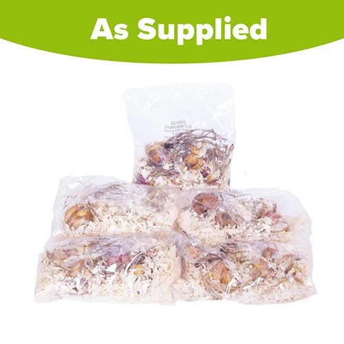 Skyscraper Lily Collection 8 Skyscraper Lily Collection - Image 8