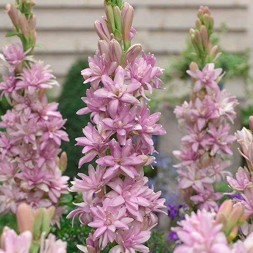 Polianthes Tuberosa 'Pink Sensation' 1 Polianthes Tuberosa 'Pink Sensation'