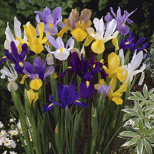 Dutch Iris Mix 1 Dutch Iris Mix