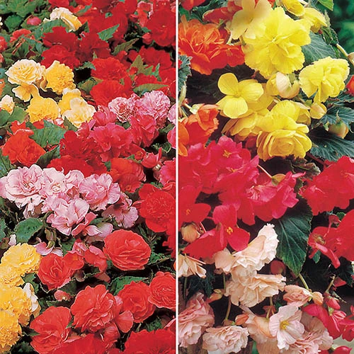 Begonia Giant Fantasy Mix 1 Begonia Giant Fantasy Mix