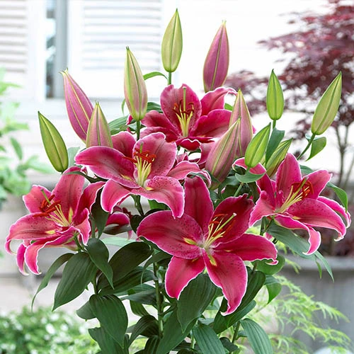 'King Charles' Lily 2 'King Charles' Lily - Image 2