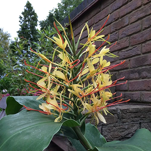 Hardy Ginger Lily - Hedychium 4 Hardy Ginger Lily - Hedychium - Image 4