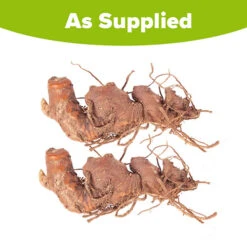 Hardy Ginger Lily - Hedychium 9 Hardy Ginger Lily - Hedychium -You Garden 660003 4