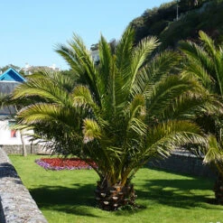 Phoenix Canariensis 'Canary Island Date Palm'