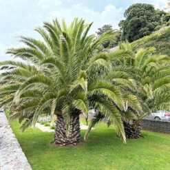 Phoenix Canariensis 'Canary Island Date Palm' -You Garden 680005 2