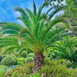 Phoenix Canariensis 'Canary Island Date Palm' -You Garden 680005 3