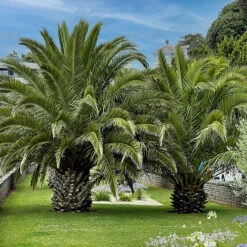 Phoenix Canariensis 'Canary Island Date Palm' -You Garden 680005 4