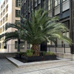 Phoenix Canariensis 'Canary Island Date Palm' -You Garden 680005 7