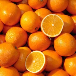 Large Orange Tree -You Garden 680019 2