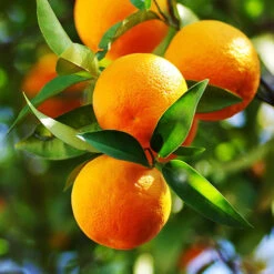 Large Orange Tree -You Garden 680019 3