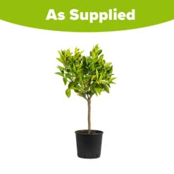 Large Orange Tree -You Garden 680019 4