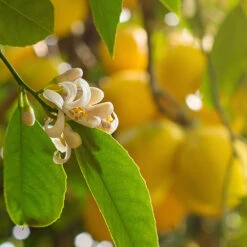 Large 'Eureka' Lemon Tree -You Garden 680020 3