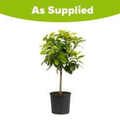 Large 'Eureka' Lemon Tree -You Garden 680020 4