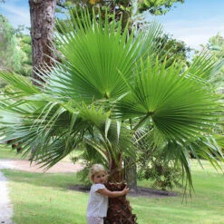 Cotton Palm Washingtonia 12 Cotton Palm Washingtonia -You Garden 680024 3