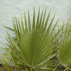 Cotton Palm Washingtonia 13 Cotton Palm Washingtonia -You Garden 680024 4