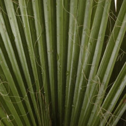 Cotton Palm Washingtonia 15 Cotton Palm Washingtonia -You Garden 680024 6