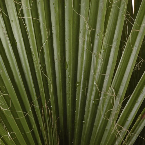 Cotton Palm Washingtonia 7 Cotton Palm Washingtonia - Image 7