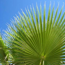 Cotton Palm Washingtonia 16 Cotton Palm Washingtonia -You Garden 680024 7