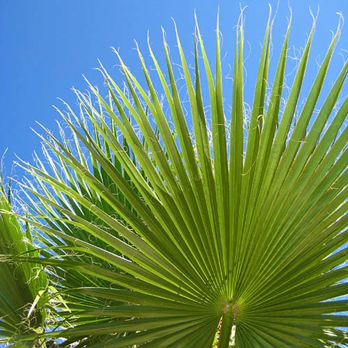 Cotton Palm Washingtonia 8 Cotton Palm Washingtonia - Image 8