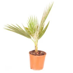 Cotton Palm Washingtonia 17 Cotton Palm Washingtonia -You Garden 680024 8
