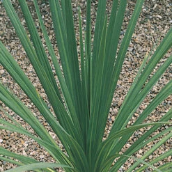 Cordyline Australis -You Garden 680026 3