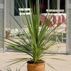 Cordyline Australis -You Garden 680026 4