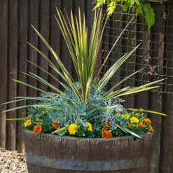 Cordyline Australis -You Garden 680026 5
