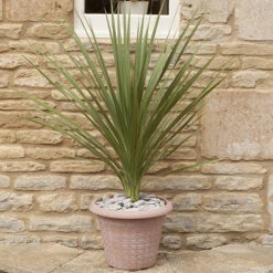 Cordyline Australis -You Garden 680026 6