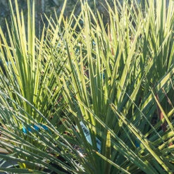 Pair Of Cordyline Australis -You Garden 680033 2