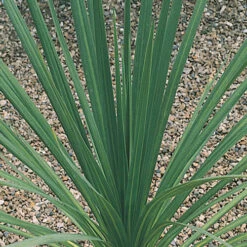 Pair Of Cordyline Australis -You Garden 680033 3