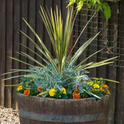 Pair Of Cordyline Australis -You Garden 680033 5