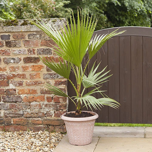 Cotton Palm Washingtonia Robusta 2 Cotton Palm Washingtonia Robusta - Image 2